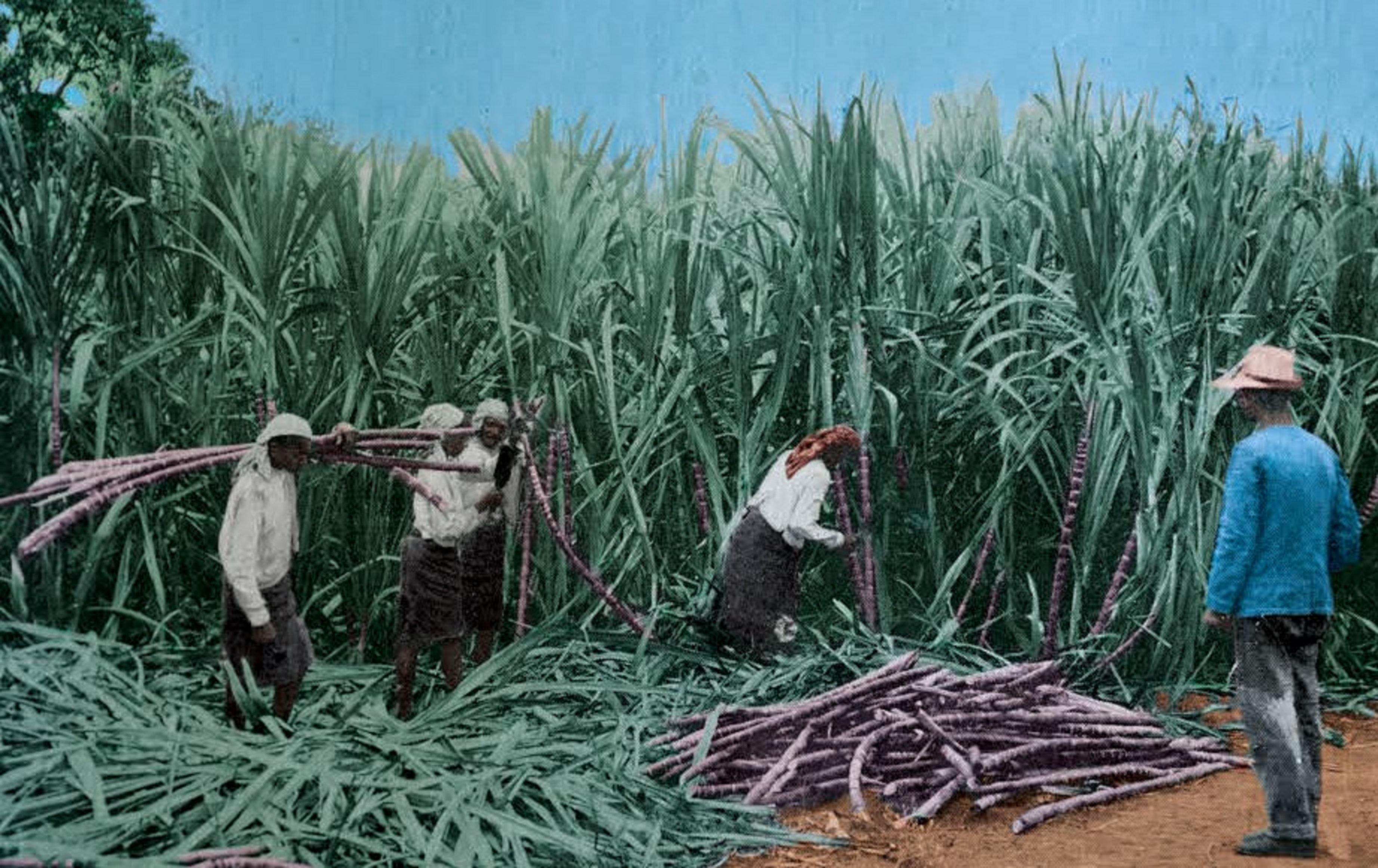 A <b>History</b> of <b>indentured immigrants</b> to Antoinette, <b>Mauritius</b> (1770 ...